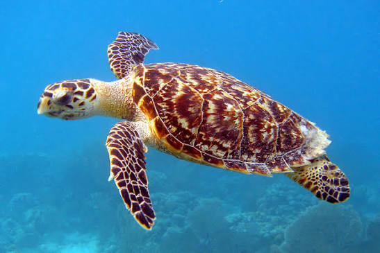 Hawksbill Turtle Close up