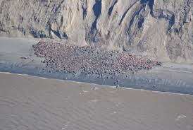 Lennupiletite otsingusüsteemi tickets.ee abil informatsioon ugashik lennujaama kohta. Walrus Hauling Out At New Bristol Bay Spot North Of Ugashik