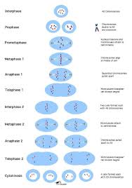 Igcse Biology 3 25 Understand That Division Of A Cell By Meiosis Produces Four Cells Each With Half The Number Of Chro Igcse Biology Mitosis Biology Revision