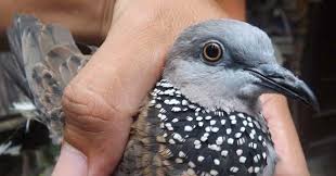 Burung tekukur memiliki ciri khas tersendiri yang membuat orang mudah untuk mengenalinya. Ciri Tekukur Klantan Ciri Derkuku Jantan Dan Betina Sering Mengeluarkan Air Mata Dengan Sendirinyaa Padallah Tidak Dalam Keadaan Sedih Henrietta Hocking