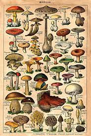 Mushrooms Karen S Whimsy Cizim Egitimleri Hippi Sanati Illustration