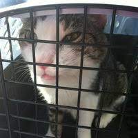 Chicago pet clinic chicago il 60641. Chicago Pet Clinic Veterinarian In Chicago