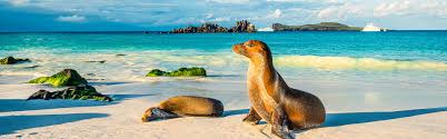 Een rondreis door ecuador maken met privé transfers is een hele relaxte manier van reizen. Isabela 14 Tage Erlebnis Reise Ecuador Galapagos Chamaleon