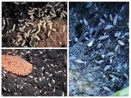 These extremely small (1/32 to 1/8 inch) insects get their currently there is no accurate scientific evidence that supports that these insects can cause dermatitis or other. How To Get Rid Of Springtails And Poduras In Room Colors