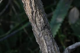 Image result for Ormocarpum