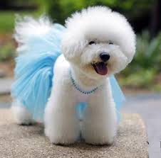 Maybe you would like to learn more about one of these? á‚wei Hund Hochzeitskleid Mit Halskette Welpen Haustiere Party Kleider Tutus Big Farben Xs Xl W50