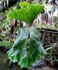 Image result for Platycerium elephantotis