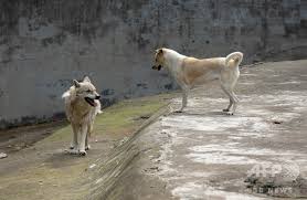 オオカミ or おおかみ • (ōkami) (historical kana おほかみ). å­¤ç‹¬ãªã‚ªã‚ªã‚«ãƒŸ çŠ¬ã¨åŒå±…ã§å¯‚ã—ã•å'Œã‚‰ã æ­¦æ¼¢ã®å‹•ç‰©åœ' å†™çœŸ3æžš å›½éš›ãƒ‹ãƒ¥ãƒ¼ã‚¹ Afpbb News