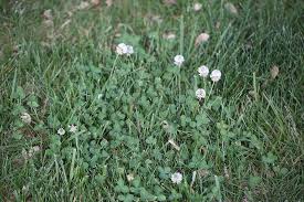White clover little white flowers in grass. White Clover Mizzou Weedid