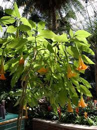 Basit bir kart üzerine kolayca sürülebilen bu uyuşturucu, cinsel taciz amaçlı. Brugmansia Wikipedia