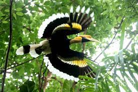 Hornbills (bucerotidae) are a family of bird found in tropical and subtropical africa, asia and melanesia. Every Day A Good Day To Love A Hornbill