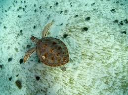 Pin By Shekoofeh Rnz On Beautiful Turtle Sea Turtle Turtle Life