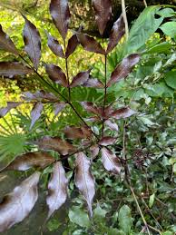 Image result for Leea guineensis