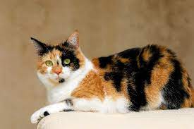 8 Questions About Calico Cats Answered Catster