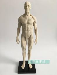 Male anatomy diagram male reproductive system for powerpoint pslides. 30cm Resin White Cg Painting Sculpture Male Model Musculoskeletal Anatomy Human Body Structure Art Model Free Shopping Medical Science Aliexpress