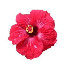 Image result for Hibiscus Red 2017 Vito