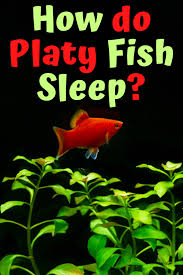 How Do Platy Fish Sleep In 2020 Platy Fish Fish Sleep