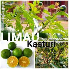Cara mudah tut limau kasturi teknik menghasilkan anak pokok yang cepat berbuah kaedah yang ditunjukkan di dalam video. Taman Herba Smk Sg Retang Limau Kasturi Nama Tempatan Limau Kasturi Nama Saintifik Citrus Microcarpa Nama Lain Limau Cuit Kelantan Musk Lime Kalamansi Calamansi Calomondin Calamondin Orange Bugarom Bisaya Famili Rutaceae Lokasi Di Jumpai