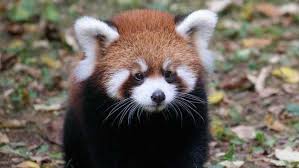 Others prefer first panda as western the red panda has been previously classified in the families procyonidae (raccoons) and ursidae (bears), but recent research has placed it in its own. Meet Lucas Cincinnati Zoo S Baby Red Panda Has A Name