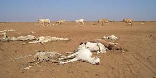 Global Warming Will Cause Drought And Put Animals And Humans At Risk Climate Change Kenya Drought