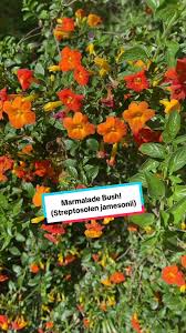 Image result for Streptosolen