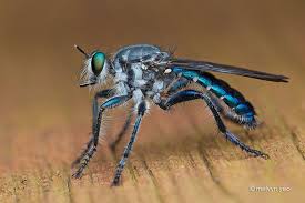 Arthropods that are narcissus pests include insects such as three species of fly that have larvae that attack the plants, narcissus bulb fly merodon equestris, and two species of hoverflies, the lesser bulb flies eumerus tuberculatus and eumerus strigatus. Blue Robberfly By Melvynyeo On Deviantart Arachnids Animals Insects