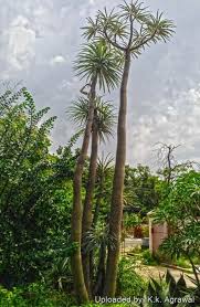Image result for Pachypodium