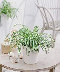Sauder edge water coffee tables. 21 Best Coffee Table Plants To Grow Indoors Balcony Garden Web