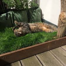 Katzen Grasbox Fur Den Balkon Bild 5 Balkon Bild Den Fur Katzengrasbox In 2020 Cat Grass Box Cat Grass Outdoor Cats