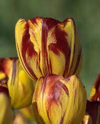 Sam Barlow 1860 English Florist Tulip Flower Pictures Tulips Flowers Flower Pictures