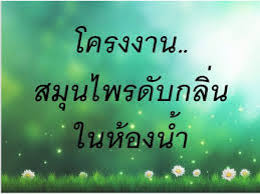 โครง งาน สาร สกัด จาก ผล ไม้ กี่แคล