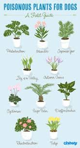 Yes, the hibiscus bloom is harmful to dogs. 15 Best Dog Safe Plants Ideas Plants Dog Safe Plants Planting Flowers