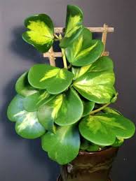 Related:hoya compacta variegated variegated hindu rope. 9 Variegated Hoyas Ideas Hoya Plants House Plants Indoor Plants