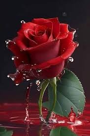 Beautiful Rose ❤️❤️❤️