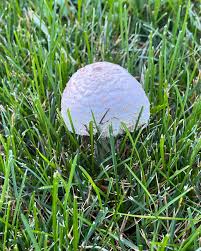 Image result for Cheirostylis lepida