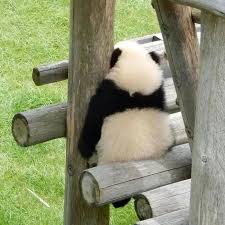 Pin By Joint Trading On Panda Baby Panda Bears Panda Bear Cute Baby Animals