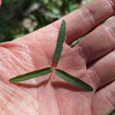 Image result for Galactia striata