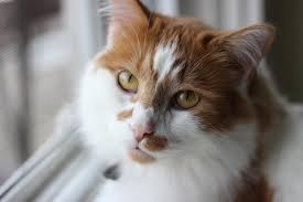Love those long black ear. Domestic Longhair Cat Facts