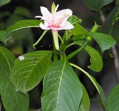 Image result for Huaceae