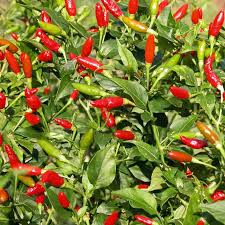 Image result for Capsicum frutescens