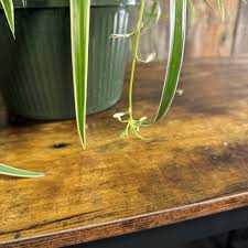 Image result for Chlorophytum ruahense