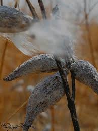 Common Dried Milkweed Pods Dried Milkweed Seed Pods Pine Cones Seed Pods Seed Pods Seeds Brown Grey