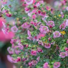 Image result for Afroqueta capensis