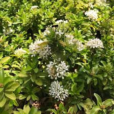 Image result for Ixora nana