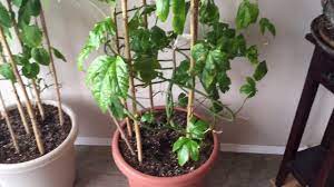 The plants grows in tropical and subtropical mesic to wet. Growing Passion Fruit In A Subarctic Climate Youtube