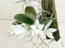 Image result for Aerangis