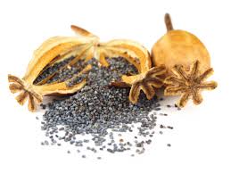 Also, make sure the soil the seeds are planted in is always moist. Poppy Seed Harvest How To Collect Poppy Seeds From Plants