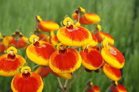 Image result for Calceolaria