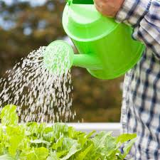 As you may know, there are different types of irrigation we can use. When To Water Your Plants Grow Pro Tips The Sage