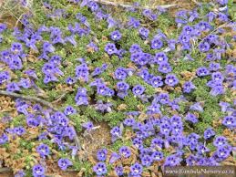 Image result for Aptosimum elongatum